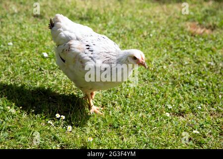 Young Light Sussex Chicken, Hampshire, England, Vereinigtes Königreich. Stockfoto