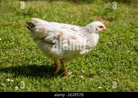 Young Light Sussex Chicken, Hampshire, England, Vereinigtes Königreich. Stockfoto