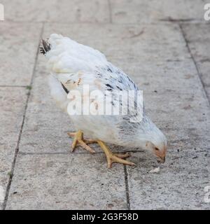 Young Light Sussex Chicken, Hampshire, England, Vereinigtes Königreich. Stockfoto