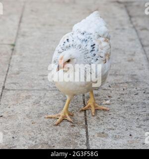 Young Light Sussex Chicken, Hampshire, England, Vereinigtes Königreich. Stockfoto