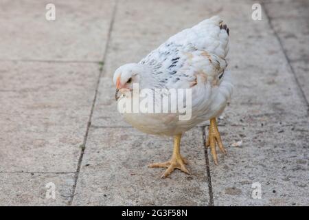 Young Light Sussex Chicken, Hampshire, England, Vereinigtes Königreich. Stockfoto