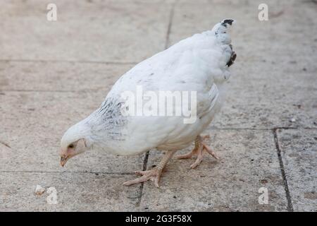 Young Light Sussex Chicken, Hampshire, England, Vereinigtes Königreich. Stockfoto