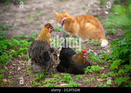 Ginger Cat und Free Range bantam Chicken, Hampshire, England, Vereinigtes Königreich. Stockfoto