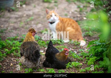 Ginger Cat und Free Range bantam Chicken, Hampshire, England, Vereinigtes Königreich. Stockfoto