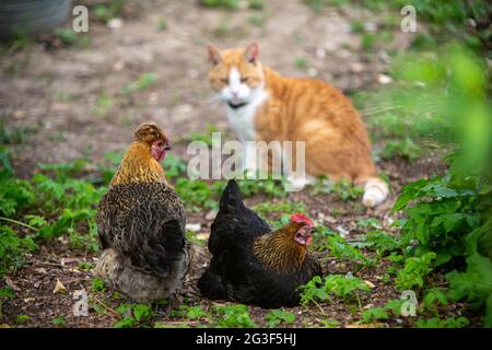 Ginger Cat und Free Range bantam Chicken, Hampshire, England, Vereinigtes Königreich. Stockfoto