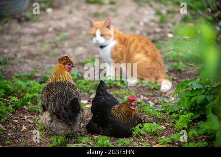 Ginger Cat und Free Range bantam Chicken, Hampshire, England, Vereinigtes Königreich. Stockfoto