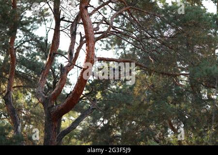 Große Nebelkrähe in einem ruhigen Wald aus nächster Nähe Stockfoto