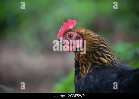 Freiland-bantam-Huhn, Hampshire, England, Vereinigtes Königreich. Stockfoto