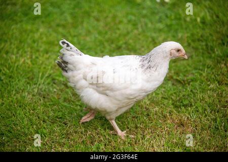 Young Light Sussex Chicken, Hampshire, England, Vereinigtes Königreich. Stockfoto