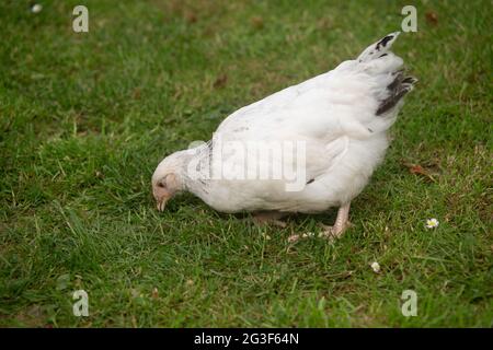 Young Light Sussex Chicken, Hampshire, England, Vereinigtes Königreich. Stockfoto