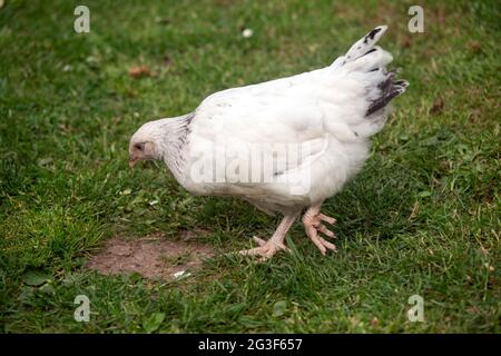 Young Light Sussex Chicken, Hampshire, England, Vereinigtes Königreich. Stockfoto