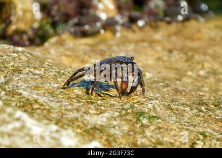 Marmorsteinkrabbe oder Runner Crab (Pachygrapsus marmoratus (Fabricius, 1787), die auf den Felsen der Adria fressen. Stockfoto