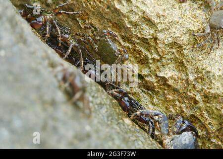 Gruppe von Marmorsteinkrabben oder Runner Crab (Pachygrapsus marmoratus (Fabricius, 1787) auf den Felsen der adria Stockfoto