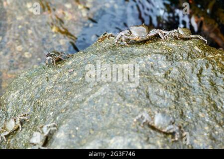 Gruppe von Marmorsteinkrabben oder Runner Crab (Pachygrapsus marmoratus (Fabricius, 1787) auf den Felsen der adria Stockfoto