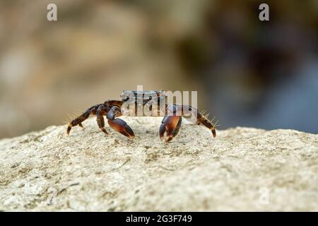 Marmorsteinkrabbe oder Runner Crab (Pachygrapsus marmoratus (Fabricius, 1787), die auf den Felsen der Adria fressen. Stockfoto