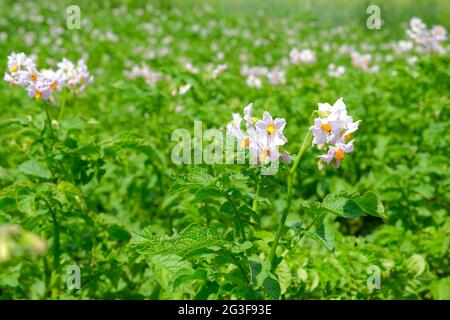 Weiß blühende Kartoffelblumen auf dem Feld Stockfoto