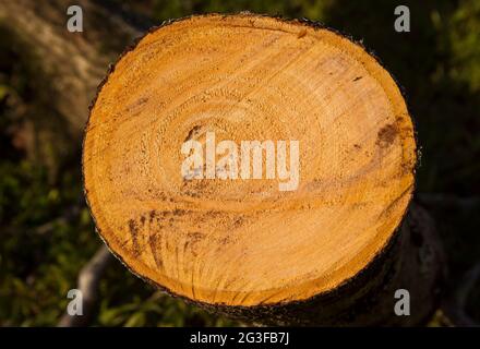 Kreisförmiges gesägtes Baumstammbuch mit Avocado-Baum. Frisch gesägtes Holz. Avocado-Bäume, Persea americana, im Winter in australischen Obstgarten beschneiden. Speicherplatz kopieren. Stockfoto
