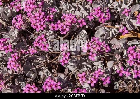 Kalanchoe pumila, Flower Dust Plant, eine rosa blühende Zwergsukulente, die auf Madagaskar beheimatet ist und im subtropischen Garten von Queensland, Australien, wächst. Stockfoto