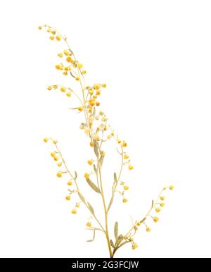 Flora von Gran Canaria - Artemisia thuscula, aufgrund seiner hocharomatischen Eigenschaften lokal als Weihrauch bezeichnet, natürlicher makrorlümiger Hintergrund Stockfoto