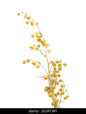 Flora von Gran Canaria - Artemisia thuscula, aufgrund seiner hocharomatischen Eigenschaften lokal als Weihrauch bezeichnet, natürlicher makrorlümiger Hintergrund Stockfoto