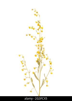 Flora von Gran Canaria - Artemisia thuscula, aufgrund seiner hocharomatischen Eigenschaften lokal als Weihrauch bezeichnet, natürlicher makrorlümiger Hintergrund Stockfoto