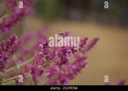 Flora von Gran Canaria - Salvia canariensis, Kanarische Inseln Salbei natürlichen Makro floralen Hintergrund Stockfoto