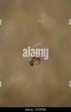 Fauna von Gran Canaria - Aculepeira armida natürlichen Makro-floralen Hintergrund Stockfoto