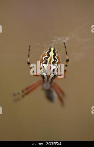 Fauna von Gran Canaria - Aculepeira armida natürlichen Makro-floralen Hintergrund Stockfoto