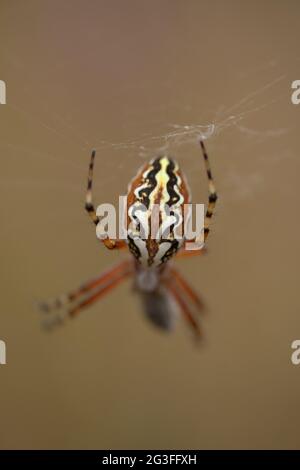 Fauna von Gran Canaria - Aculepeira armida natürlichen Makro-floralen Hintergrund Stockfoto