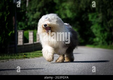 Bobtail (altenglischer Schäferhund) läuft Stockfoto