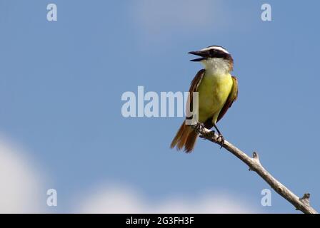 Große Kiskadee Stockfoto