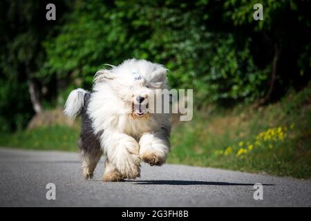 Bobtail (altenglischer Schäferhund) läuft Stockfoto