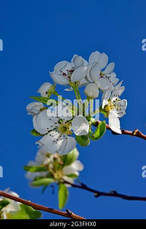 Nahaufnahme auf einem Haufen weißer Bartlett-Birnenblüten an der Spitze des Zweiges, mit klarem blauen Himmel Hintergrund. Stockfoto