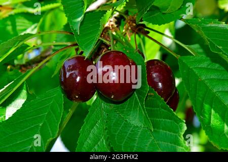 Nahaufnahme auf einem kleinen Haufen dunkelroter Süßkirschen, der an einem Zweig zwischen grünen Blättern hängt.Diese Sorte namens Germesdorf ist fast reif. Stockfoto