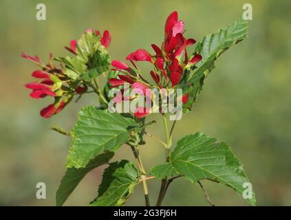 Tatar-Ahorn oder Tatar-Ahorn, Acer tataricum Stockfoto