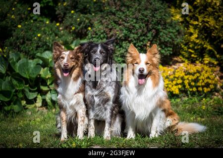 Drei Border Collies Stockfoto