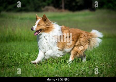 Border Collie laufen Stockfoto