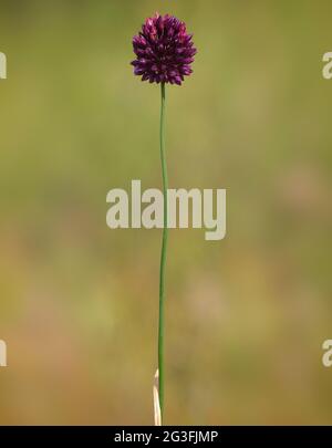 Rundkopf-Lauch oder lila blühter Knoblauch, Allium rotundum Stockfoto