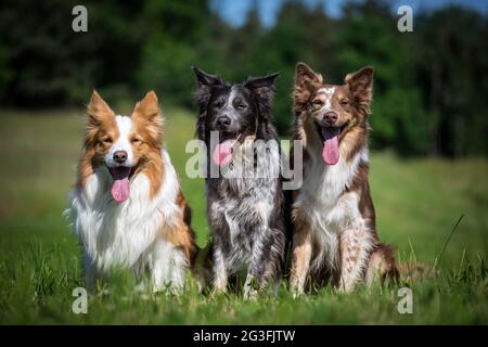 Drei Border Collies Stockfoto