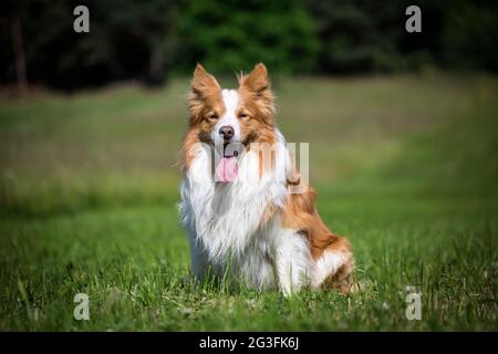 Border Collie sitzend Stockfoto