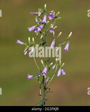 Sibirische Glockenblume, Campanula sibirica Stockfoto