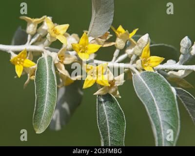 Blühender Zweig des Paradiesbaums oder der russischen Olive, Elaeagnus angustifolia Stockfoto