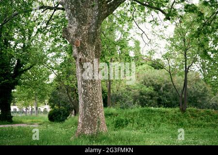 Große verzweigte Platane auf einem grünen Rasen im Park Stockfoto