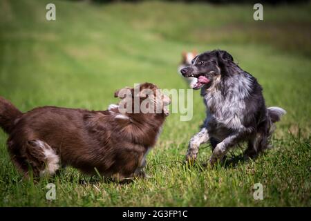 Border Collies spielen Stockfoto