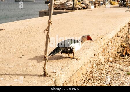 Moskauer schwarz-weiße Ente mit einem roten Kopf zu Fuß auf Betonpier in Finikas Marina (Hafen) in Griechenland. Stockfoto