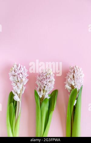 Frohe Ostern. Drei Hyazinthen auf pastellrosa Hintergrund mit Platz für Text Stockfoto
