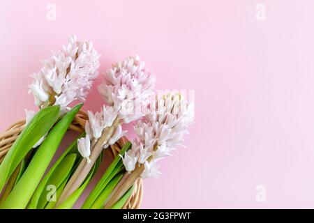 Frohe Ostern. Drei Hyazinthen auf pastellrosa Hintergrund mit Platz für Text Stockfoto