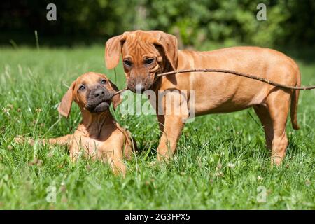 Rhodesian Ridgeback Stockfoto