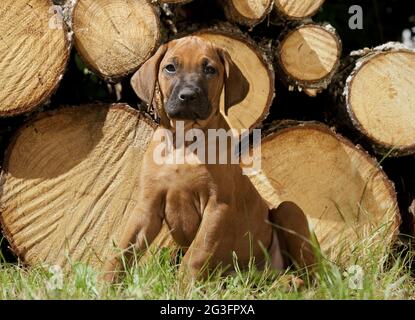 Rhodesian Ridgeback Stockfoto