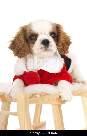 Cavalier König charles Welpen weihnachten Stockfoto